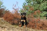 ROTTWEILER 039